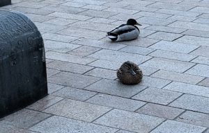 A photo of two ducks
